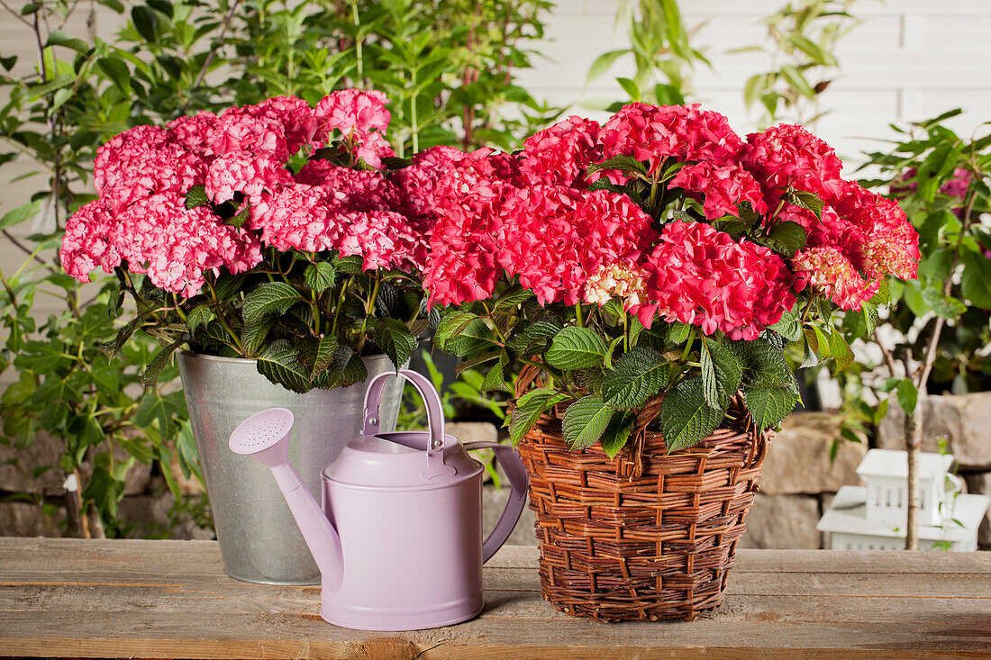 Hydrangea macrophylla 'Classic'®