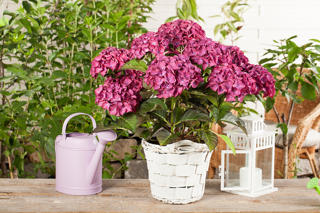 Hydrangea macrophylla 'Red Angel'®, purple