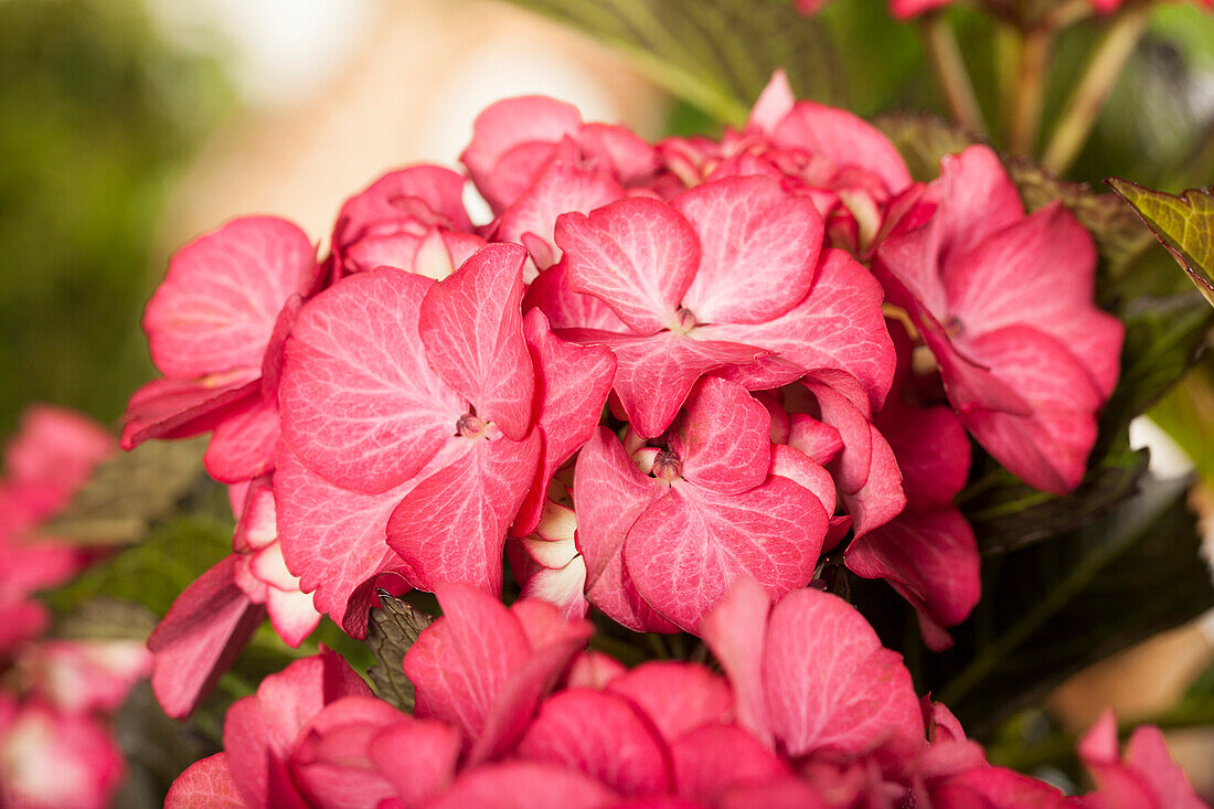 Hydrangea macrophylla 'Baroque Angel'®