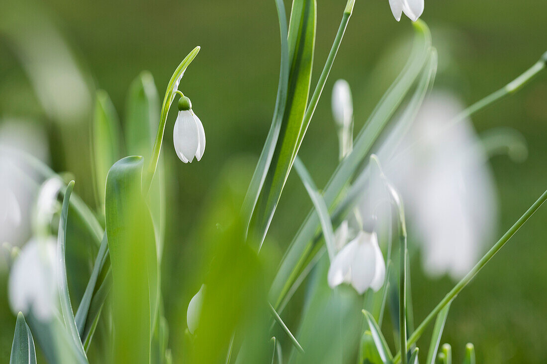 Galanthus nivalis