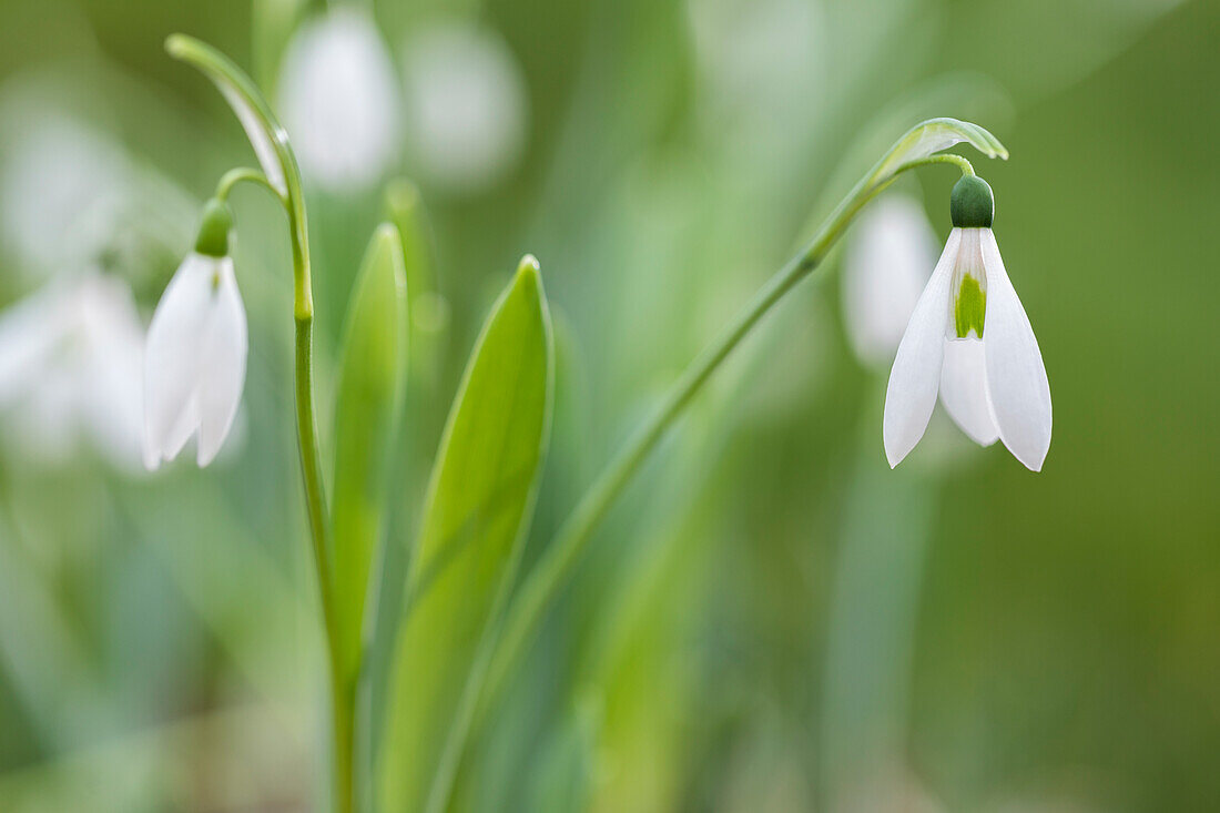 Galanthus nivalis