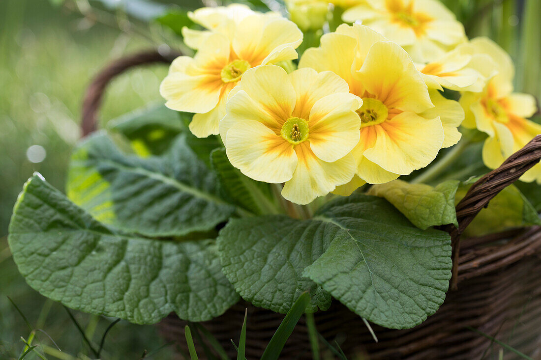 Primula Acaulis