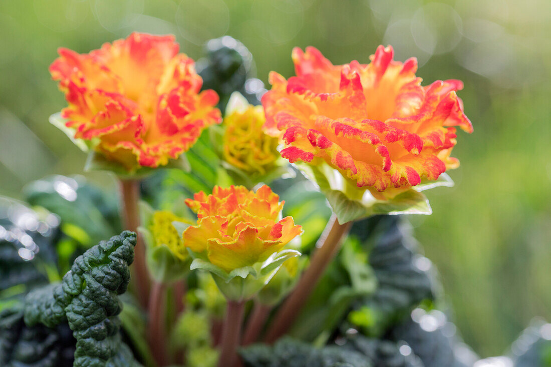 Primula vulgaris 'Sirococco'