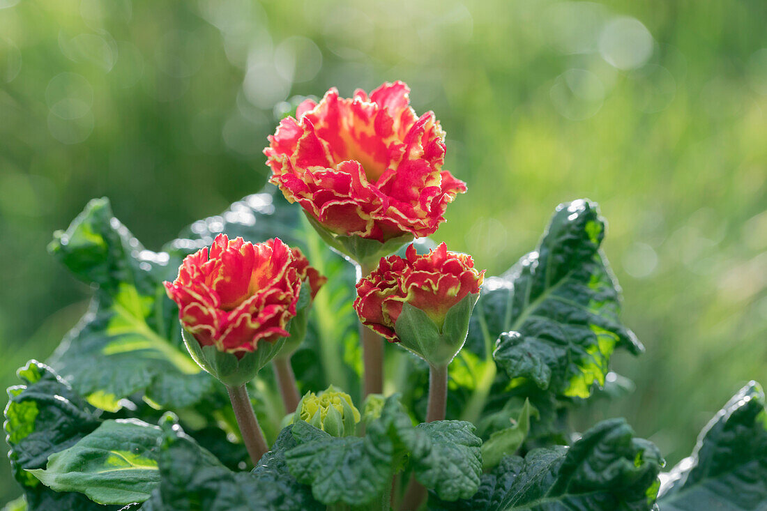 Primula vulgaris 'Sirococco'