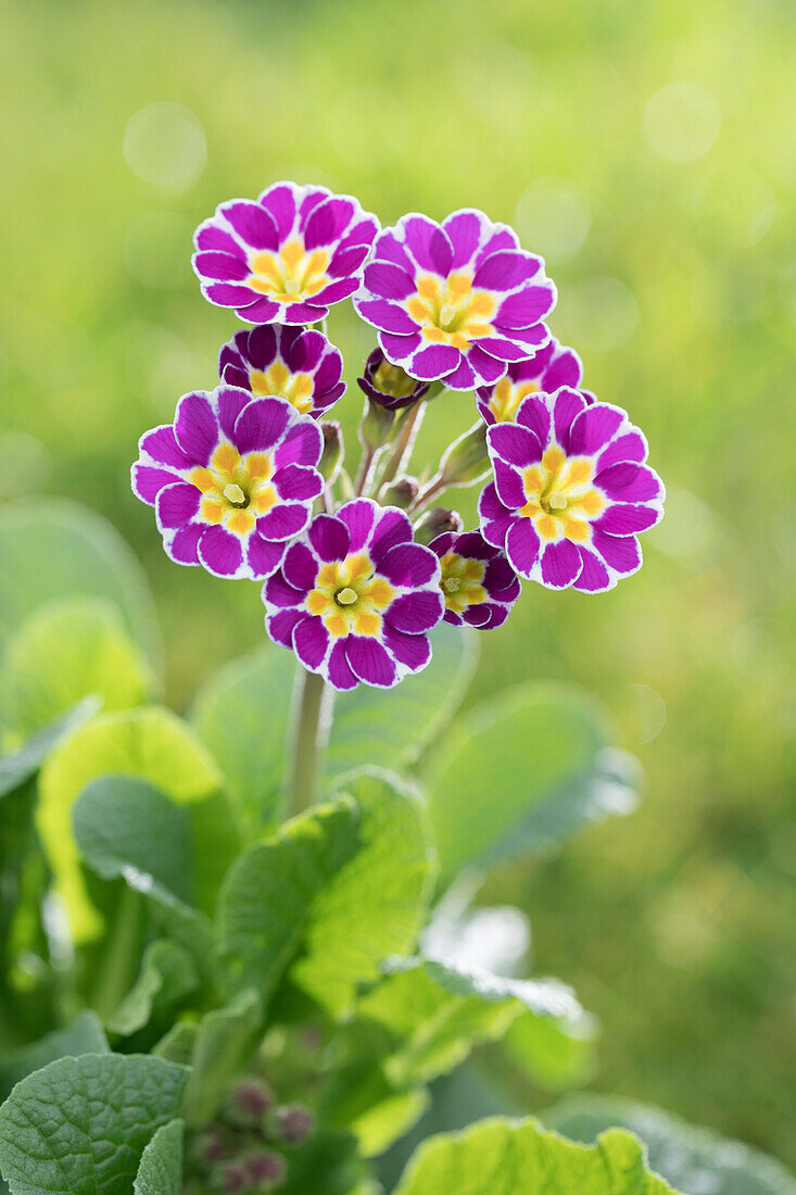 Primula rosea 'Grandiflora'