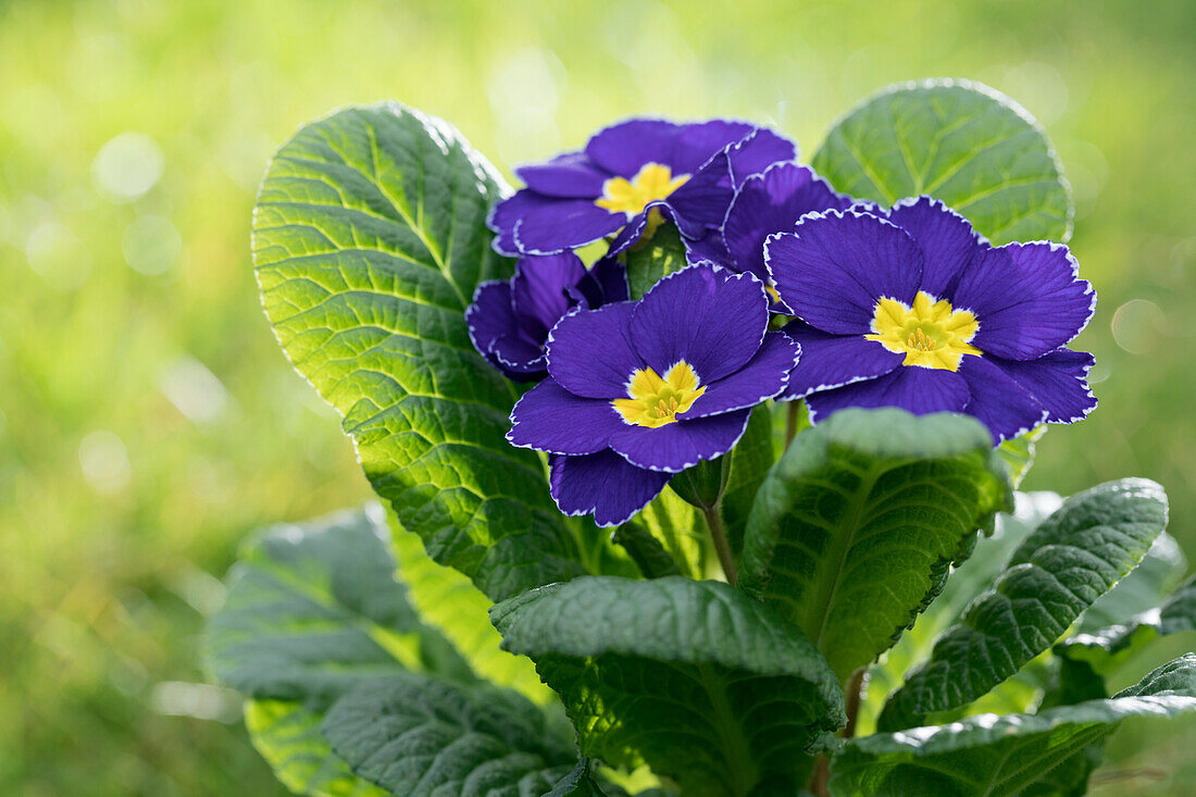 Primula vulgaris