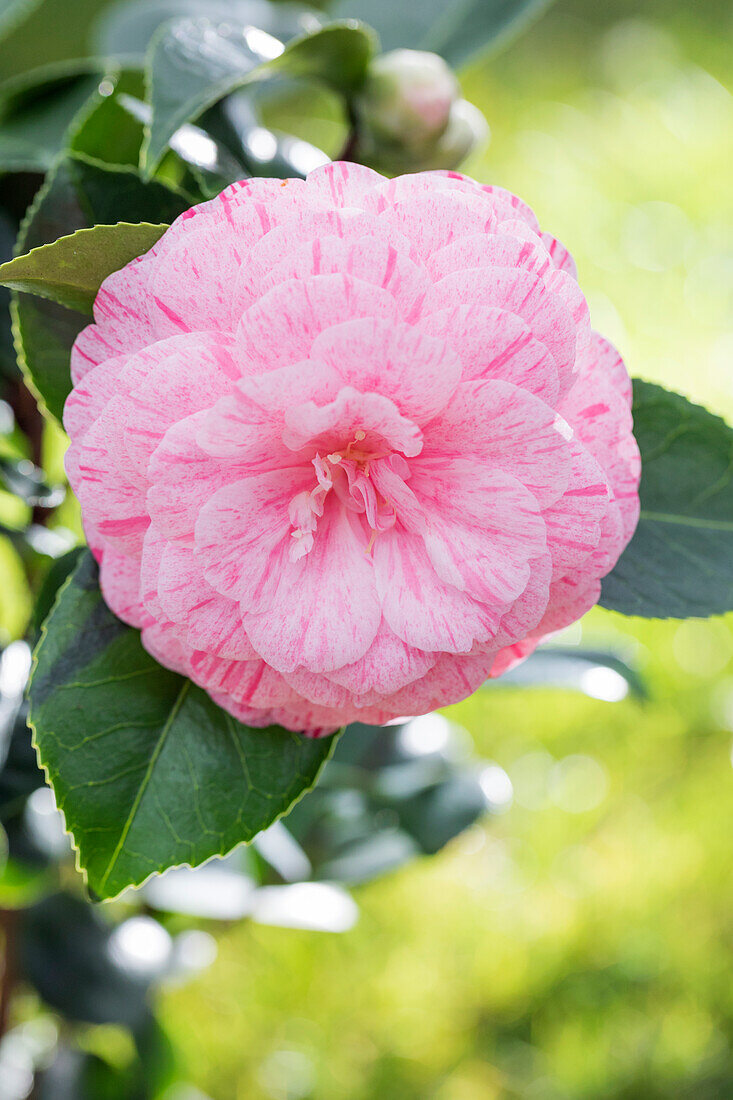 Camellia japonica