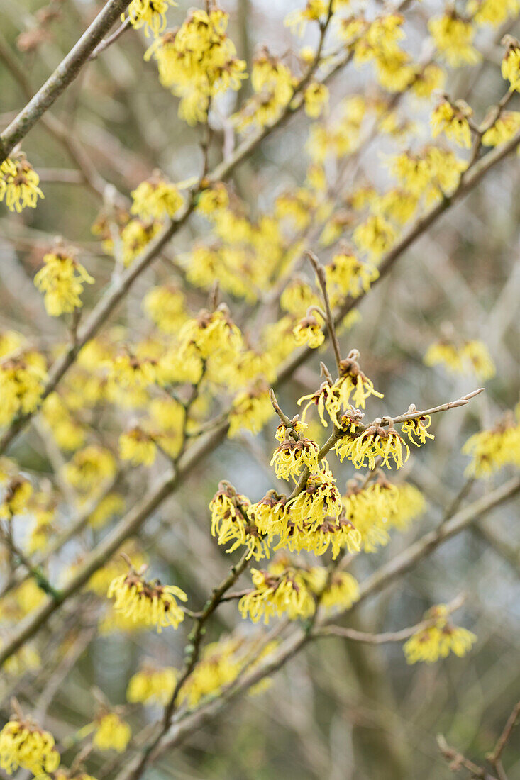 Hamamelis intermedia Arnold Promise