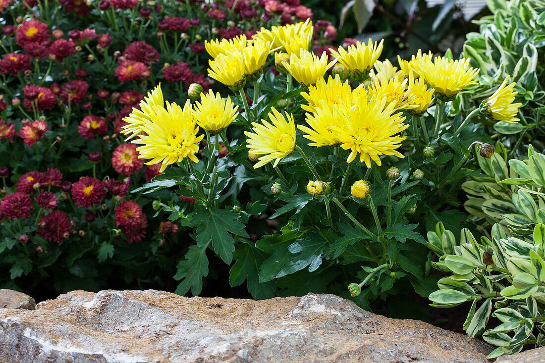 Chrysanthemum indicum 'Garden Mums'