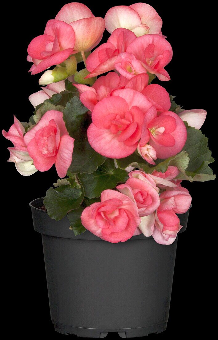 Begonia elatior, rosa