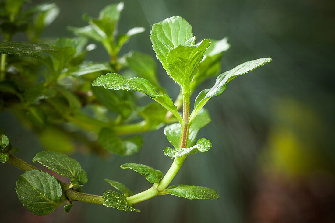 Mentha spicata 'Swiss