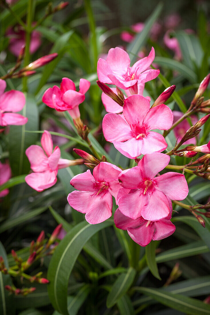 Nerium oleander