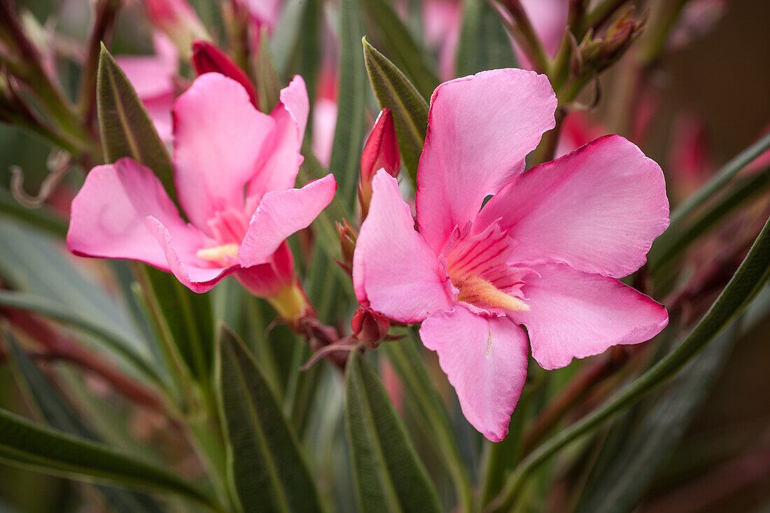 Nerium oleander