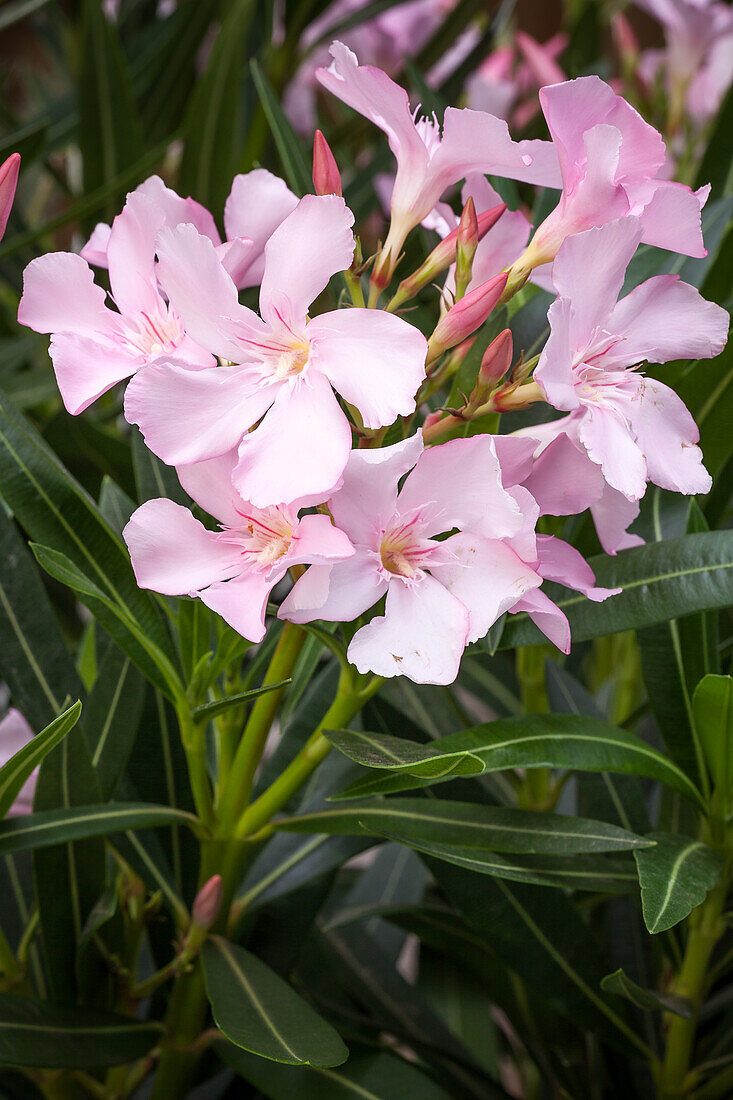 Nerium oleander, pink