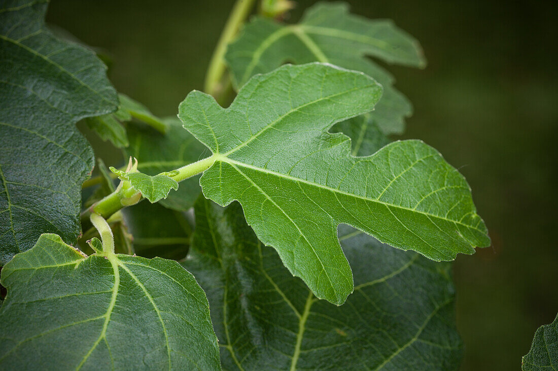 Ficus carica