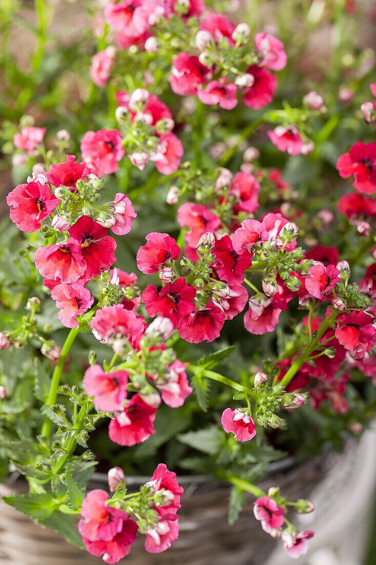 Nemesia, red