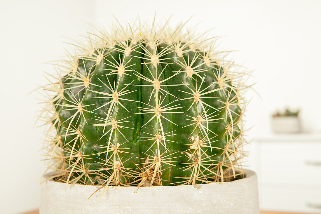 Echinocactus grusonii