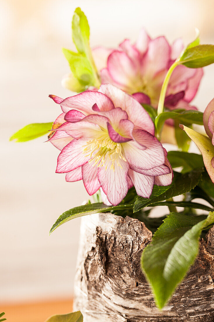 Helleborus, pink