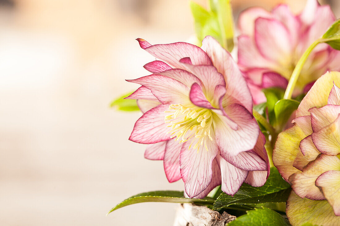 Helleborus, pink