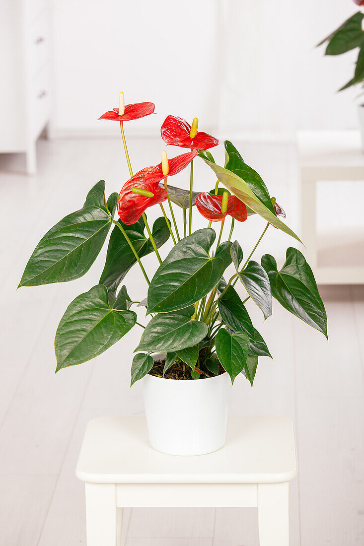 Anthurium x andreanum, red