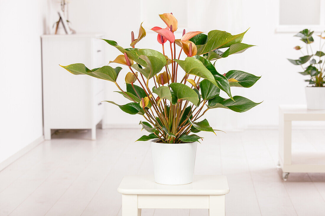 Anthurium x andreanum, pink