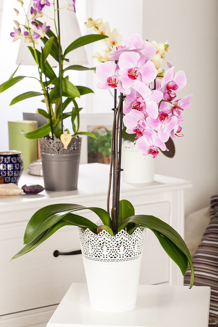 Phalaenopsis, pink