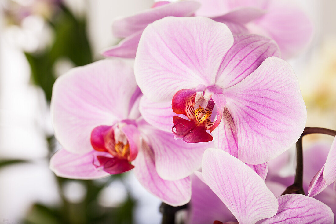 Phalaenopsis, pink