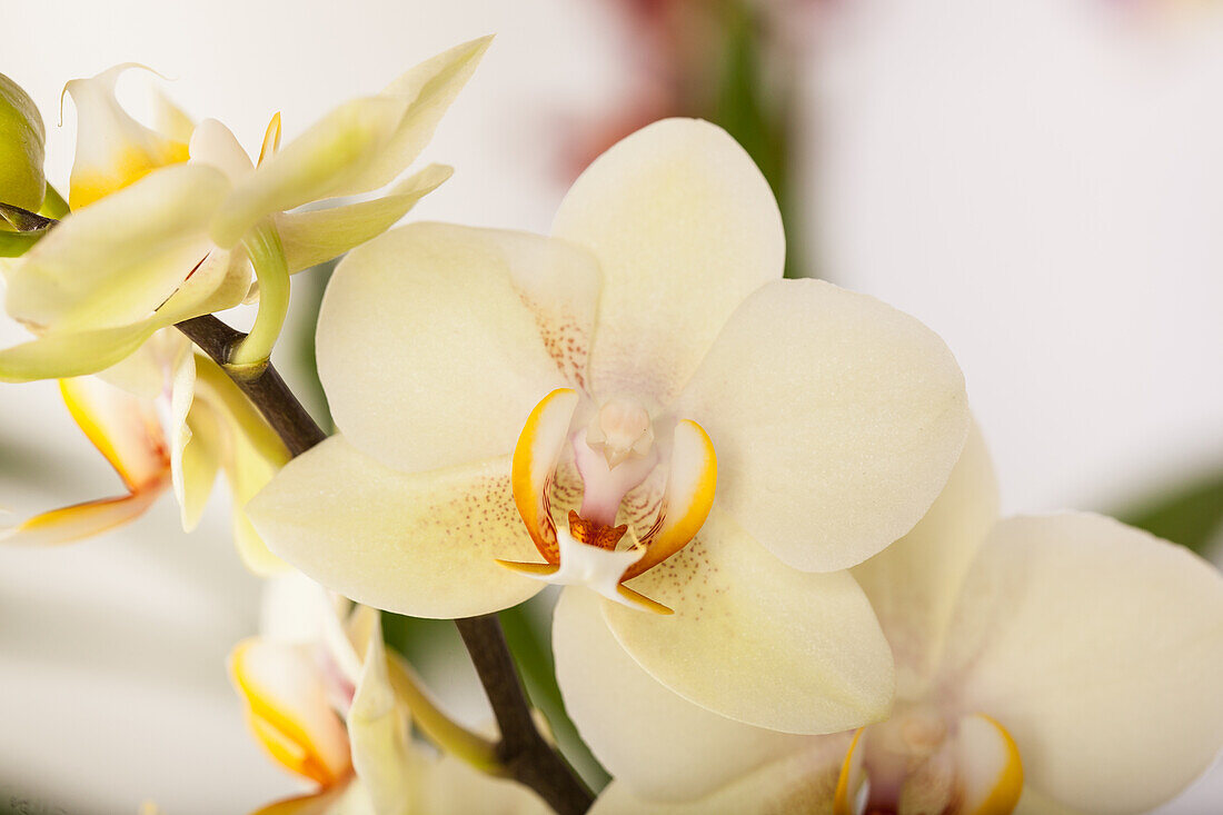 Phalaenopsis multiflora