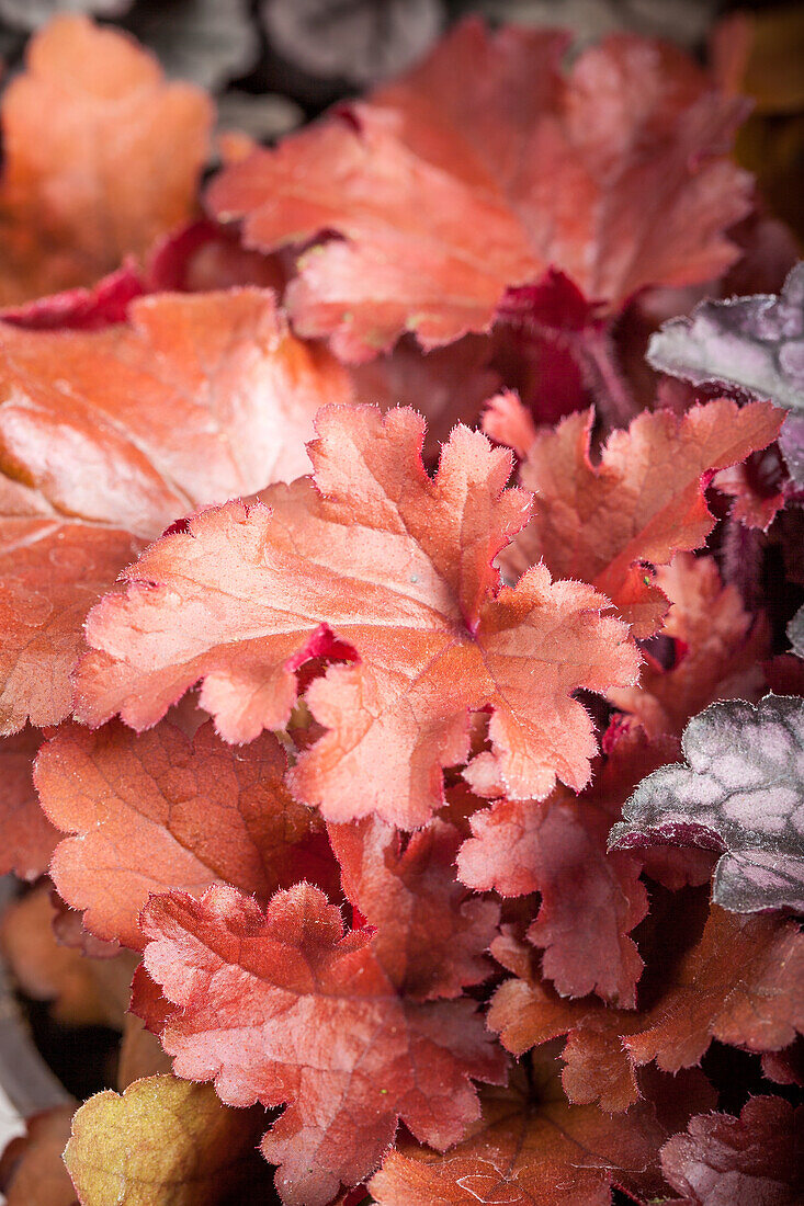 Heuchera