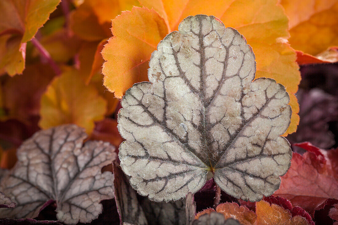 Heuchera