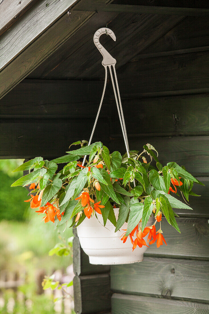 Begonia boliviensis