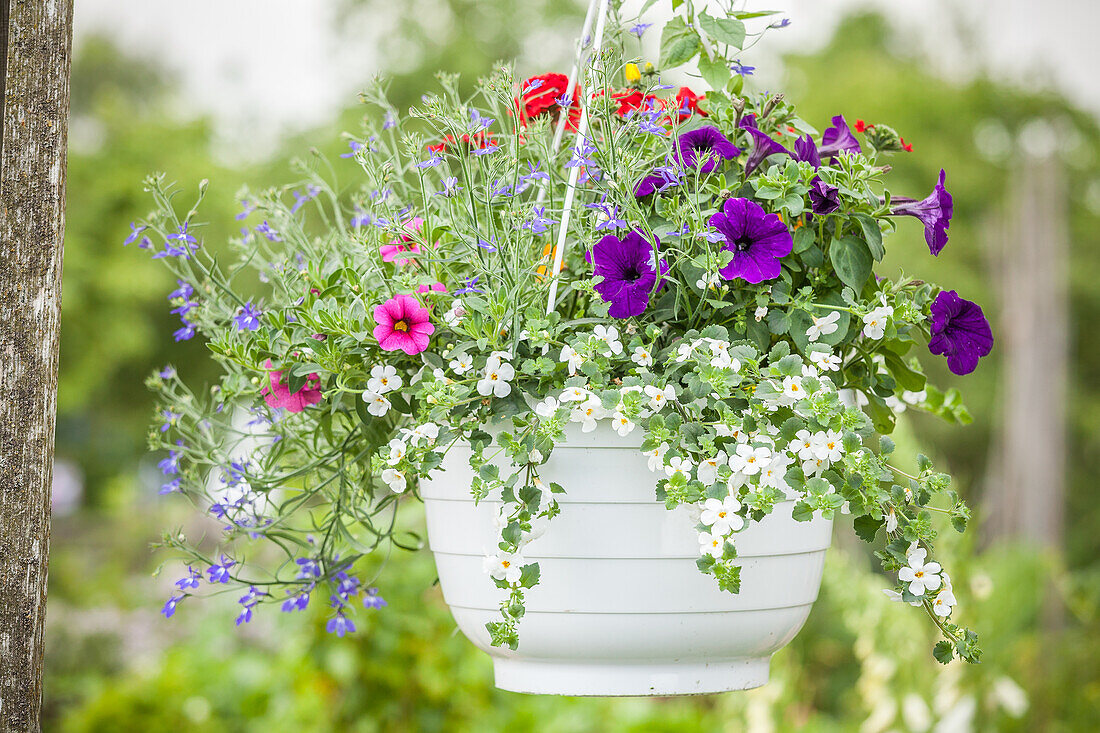 Petunia, Verbena