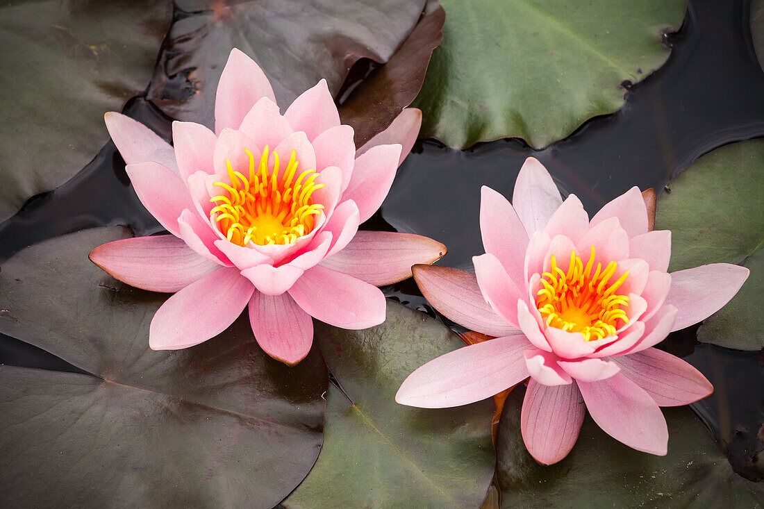 Nymphaea