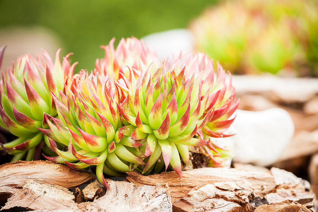 Sempervivum