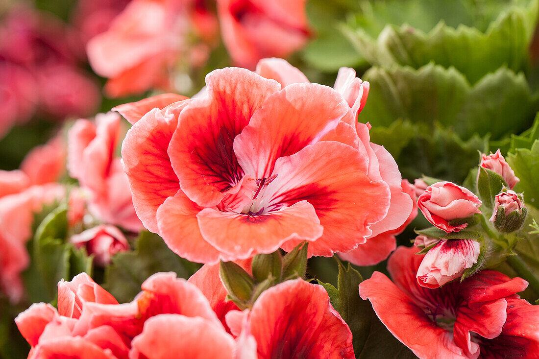 Pelargonium grandiflorum