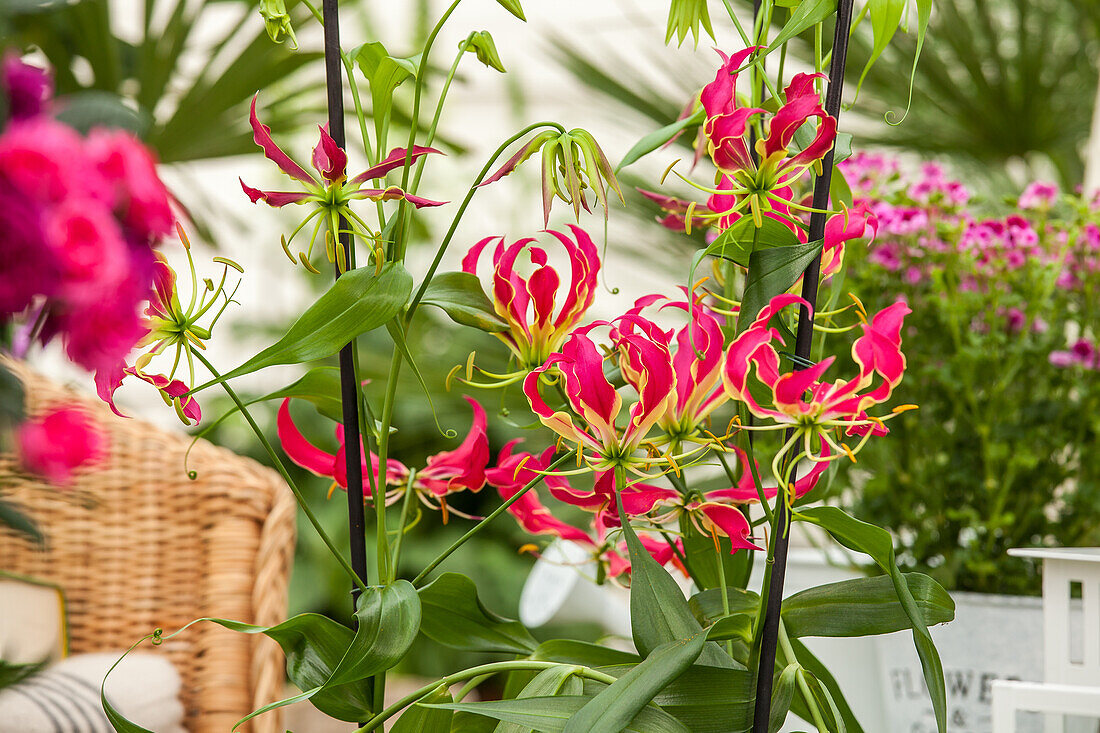 Gloriosa superba 'Rothschildiana'