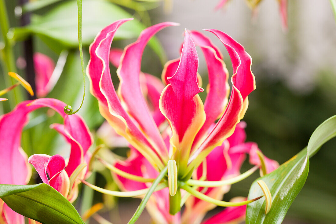 Gloriosa superba 'Rothschildiana'