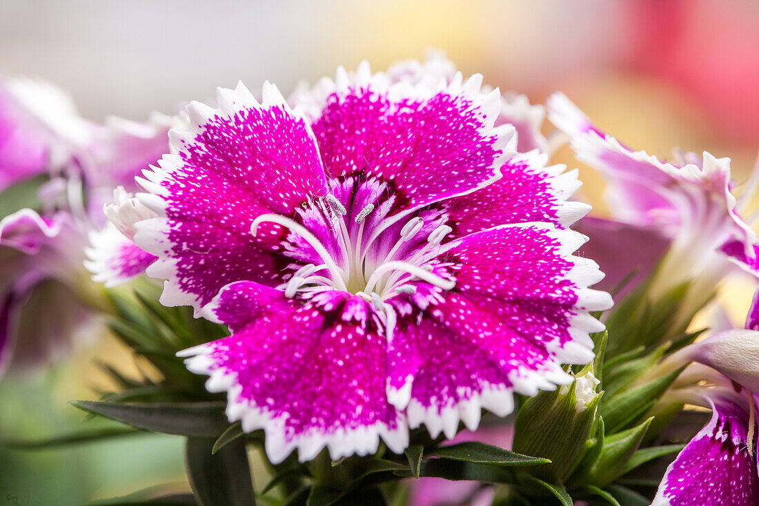 Dianthus caryophyllus