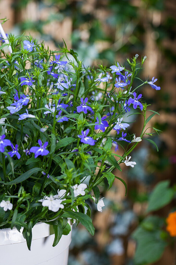 Lobelia erinus