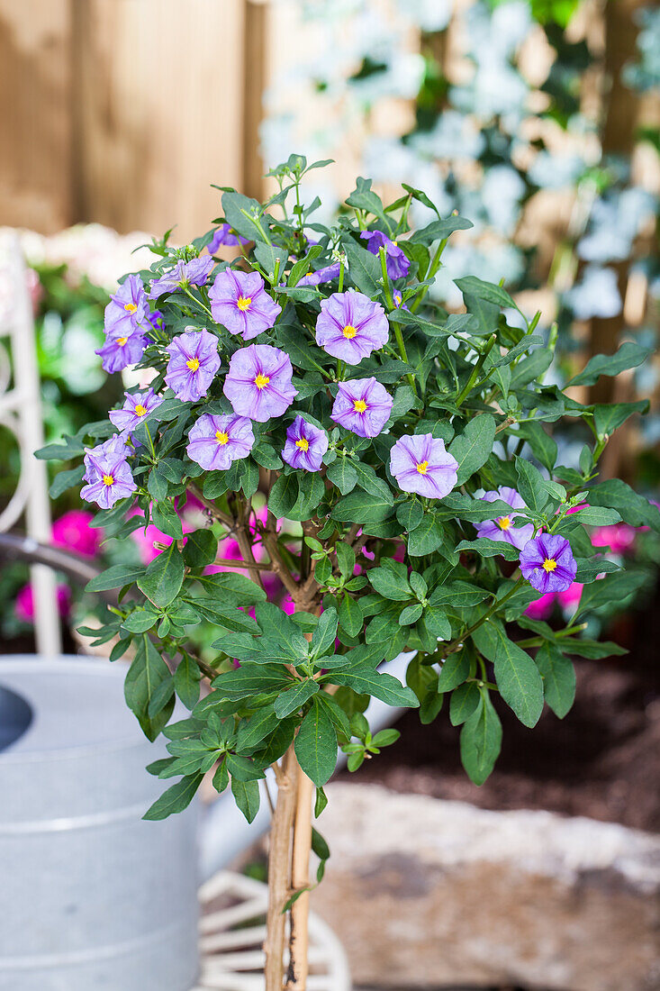 Solanum rantonnetii, stem, blue