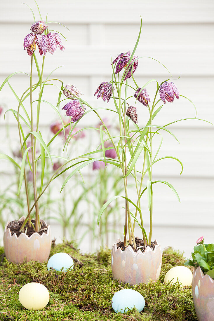 Fritillaria meleagris