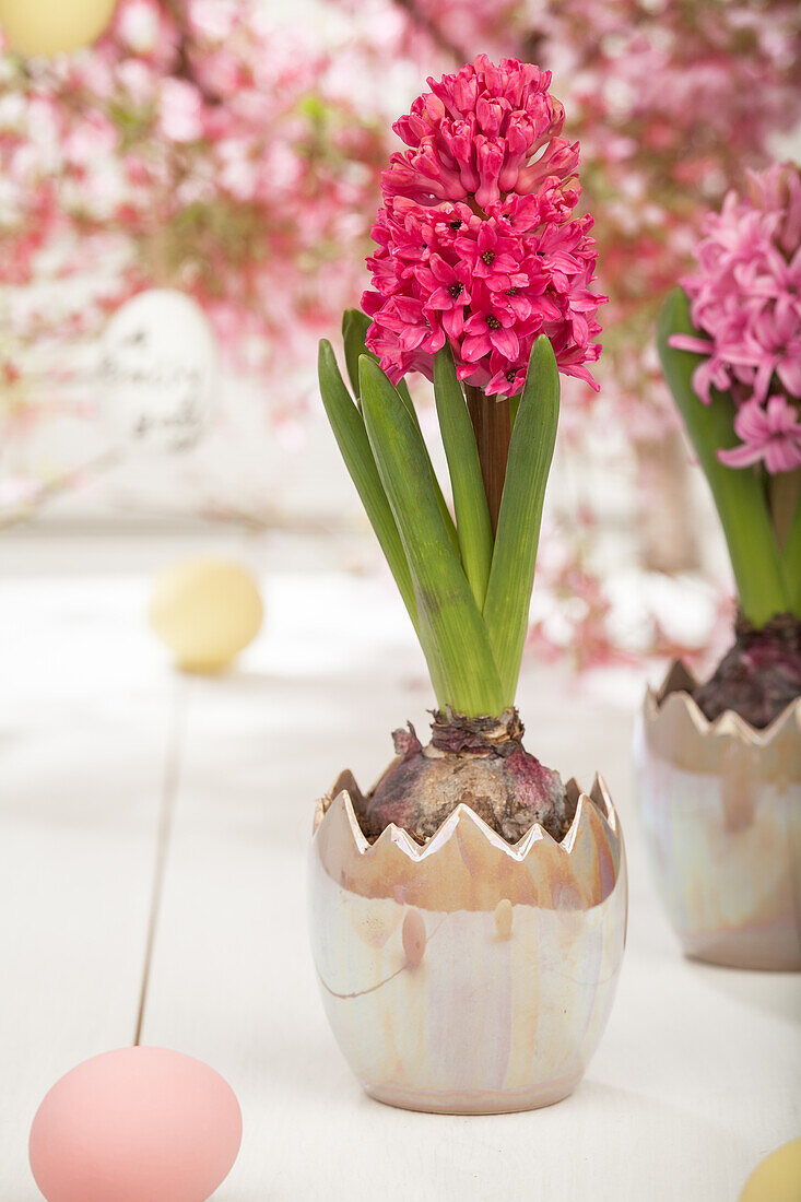 Hyacinthus orientalis