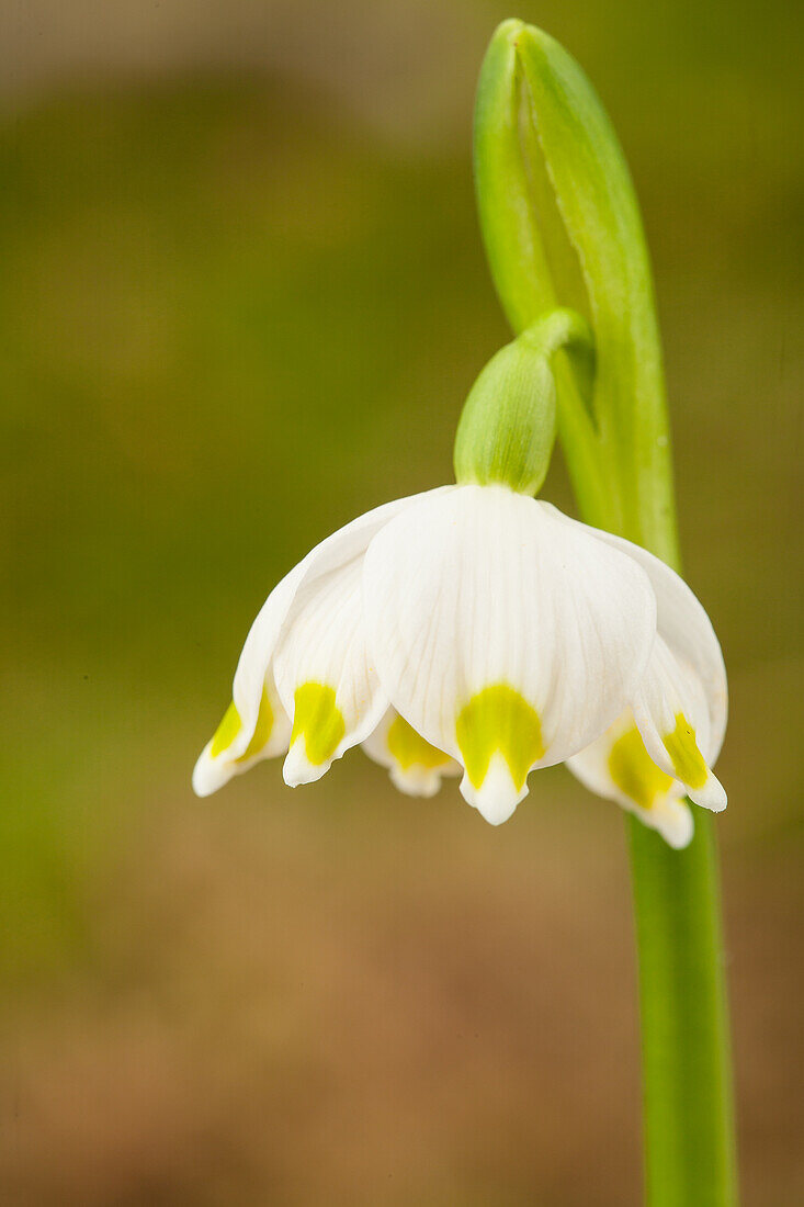 Leucojum vernum