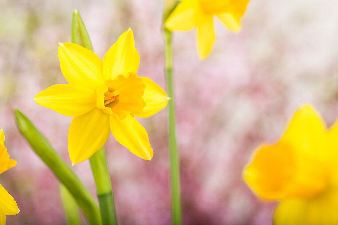 Narcissus