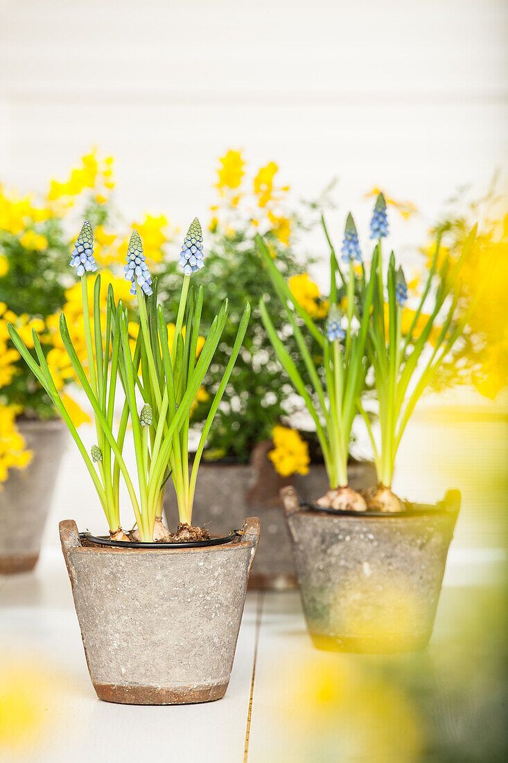 Muscari armeniacum blau