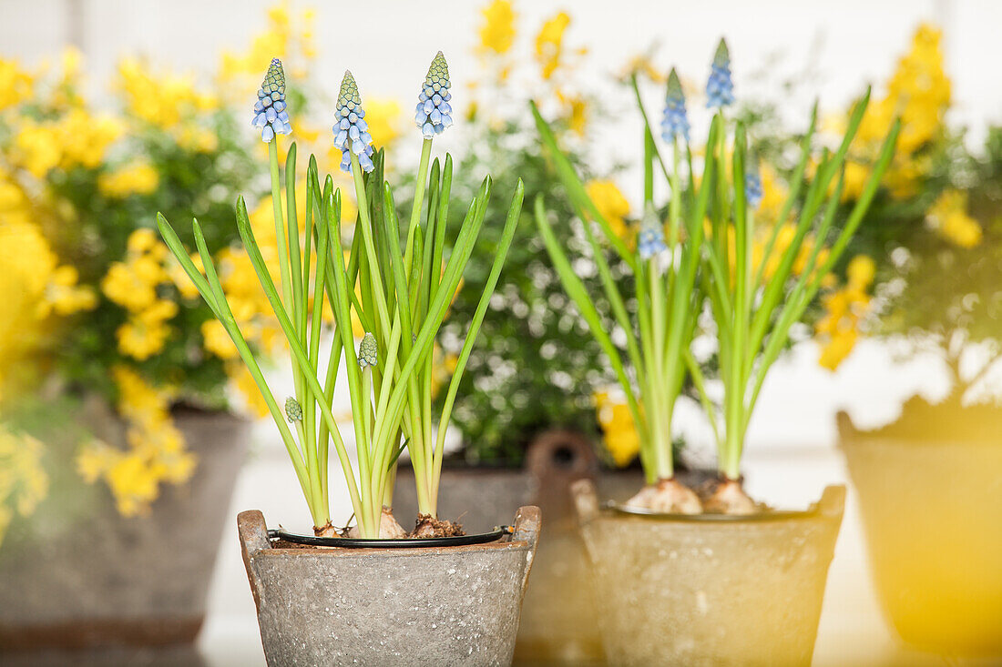 Muscari armeniacum blue