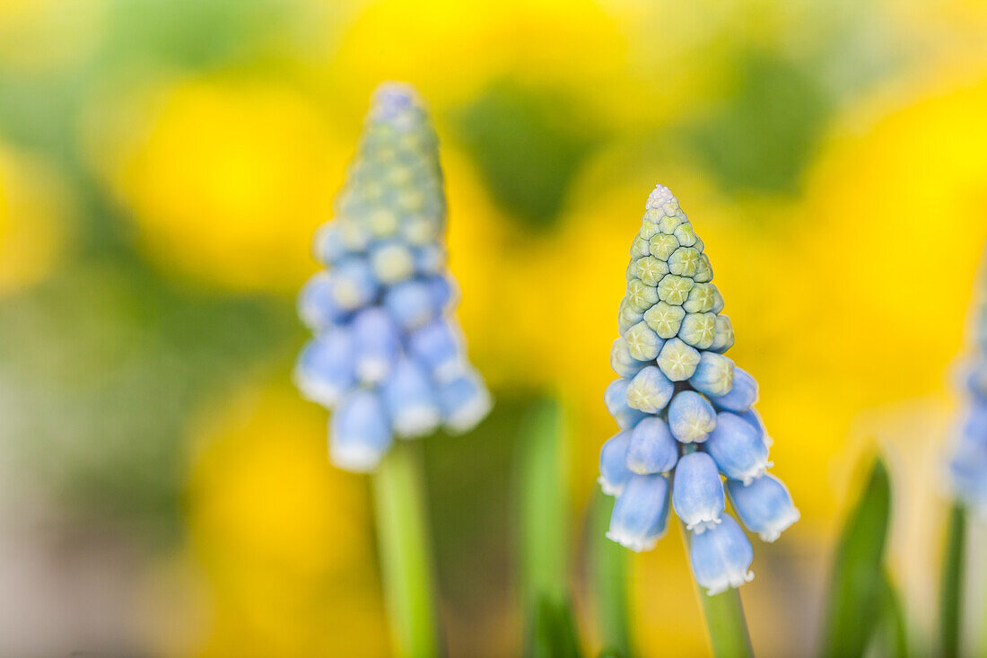 Muscari armeniacum