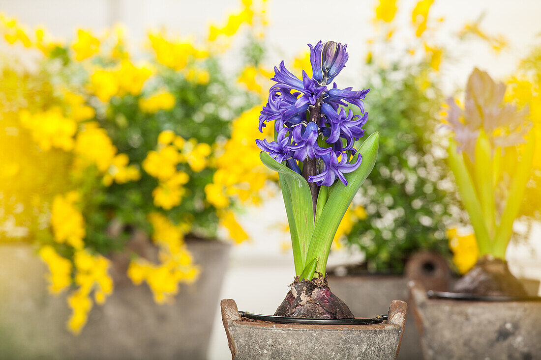 Hyacinthus orientalis