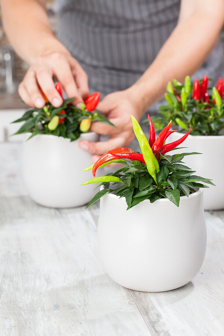 Capsicum annuum with person