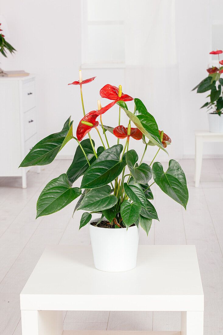 Anthurium x andreanum